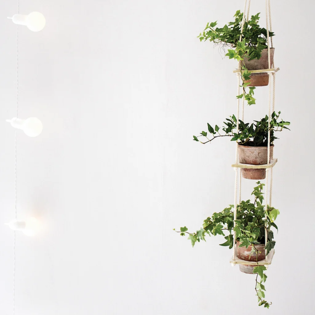 Donne à ta plante de l’espace qu’elle mérite !
